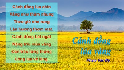 Bài Thơ : Cánh Đồng Lúa Vàng